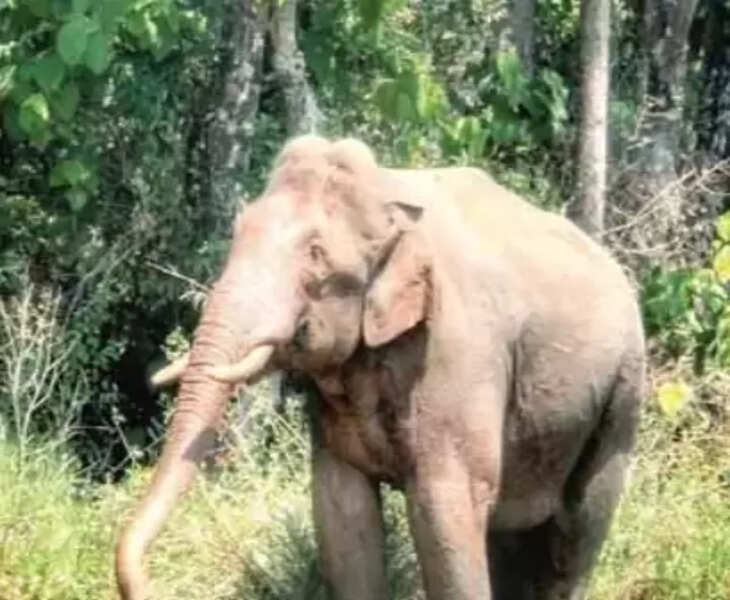 tt